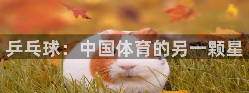 乒乓球：中国体育的另一颗星